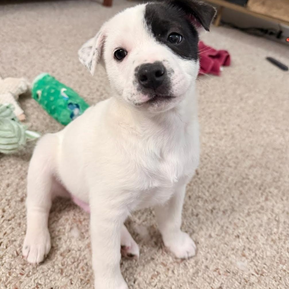 Boomer , ADOPTABLE, Puppy Male Mixed Breed.