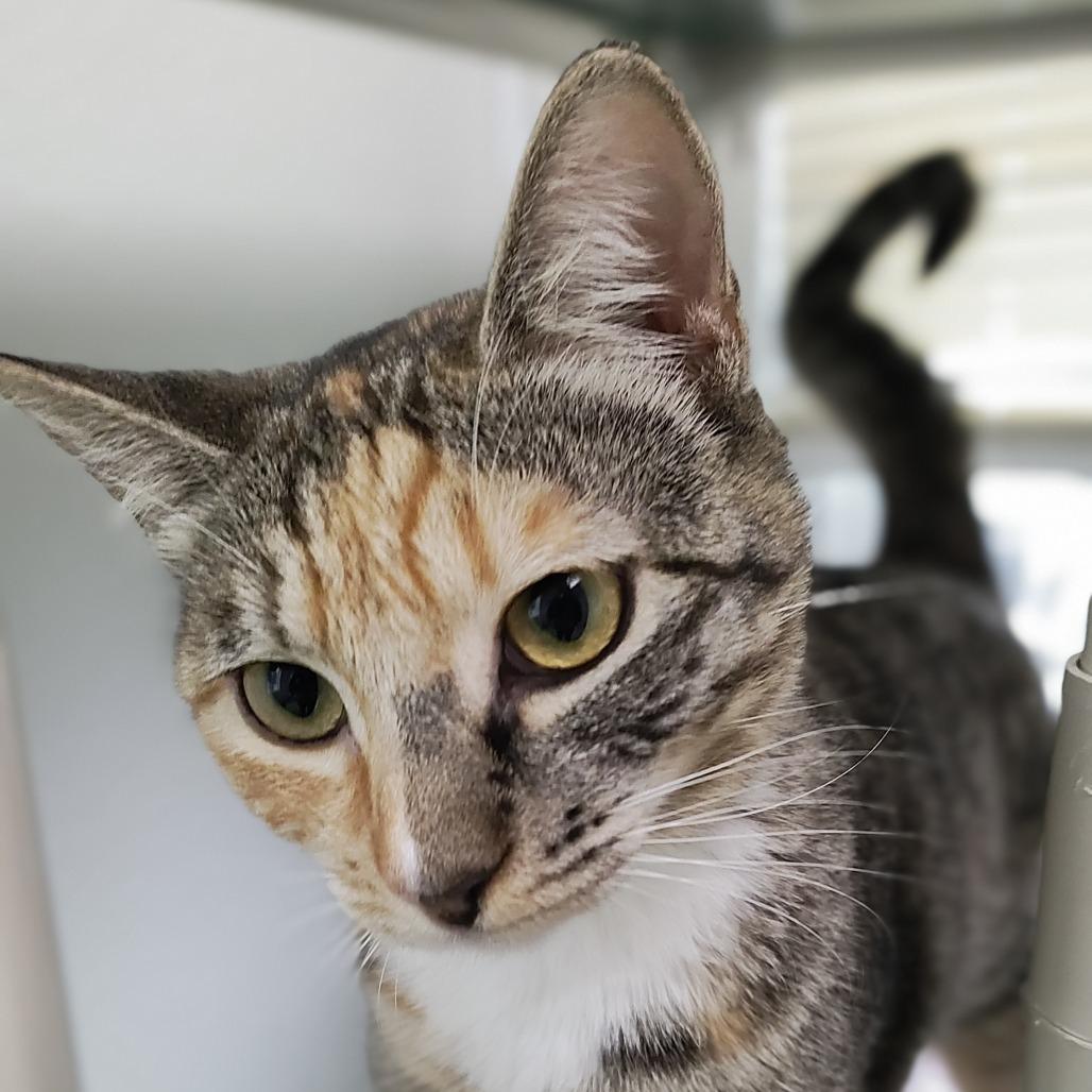 Enlarge Takoyaki, a Adoptable Domestic Short Hair in St. Helena, CA image 1/6