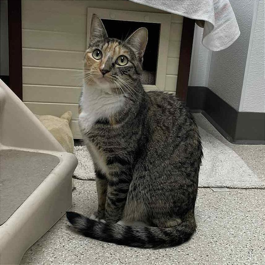 Enlarge Takoyaki, a Adoptable Domestic Short Hair in St. Helena, CA image 2/6