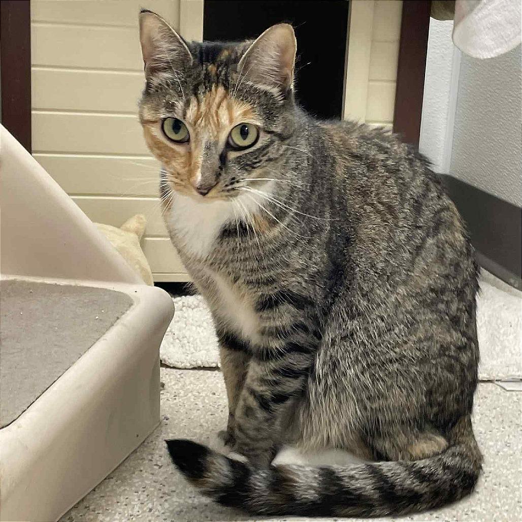 Enlarge Takoyaki, a Adoptable Domestic Short Hair in St. Helena, CA image 3/6