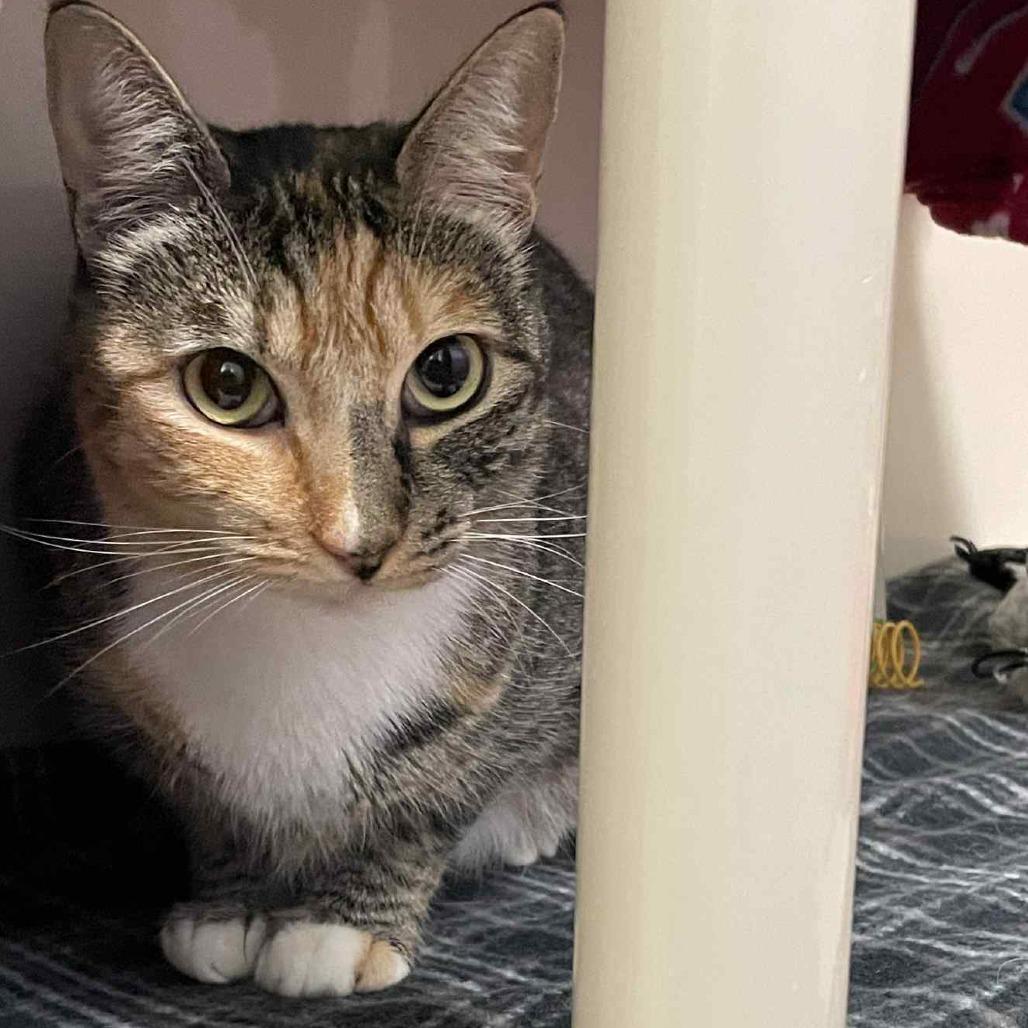 Enlarge Takoyaki, a Adoptable Domestic Short Hair in St. Helena, CA image 4/6