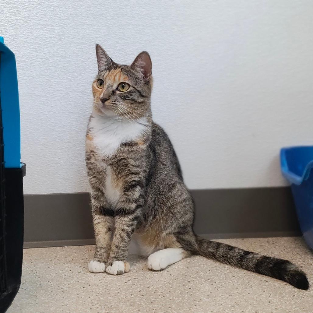 Enlarge Takoyaki, a Adoptable Domestic Short Hair in St. Helena, CA image 5/6