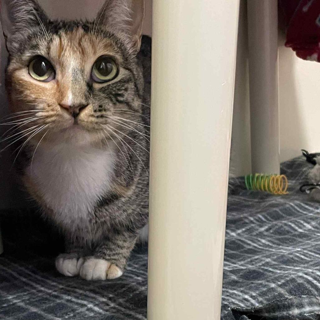 Enlarge Takoyaki, a Adoptable Domestic Short Hair in St. Helena, CA image 6/6