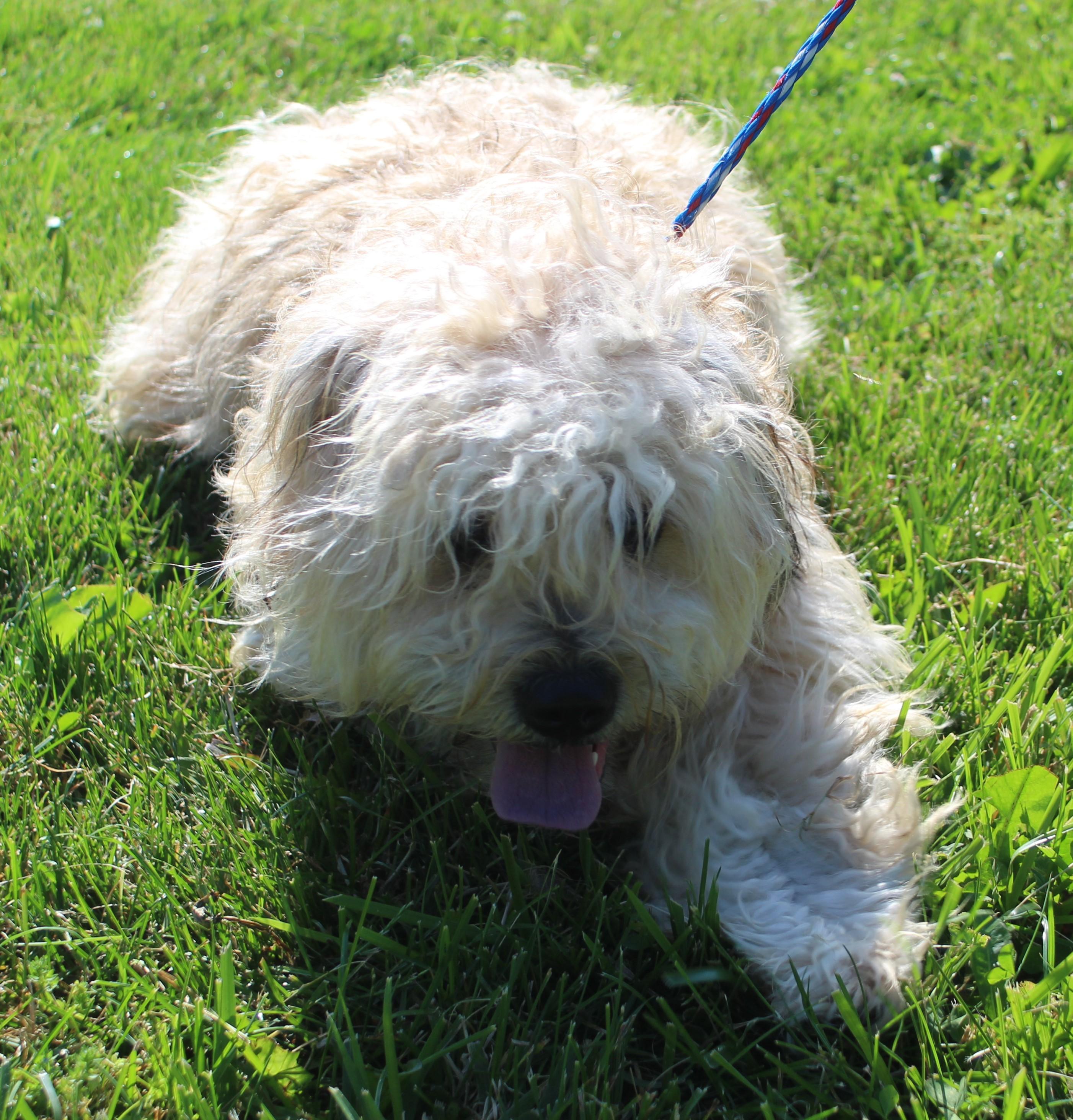 Mopsy (11999), an adopted mixed breed in Heath, OH image 2/2