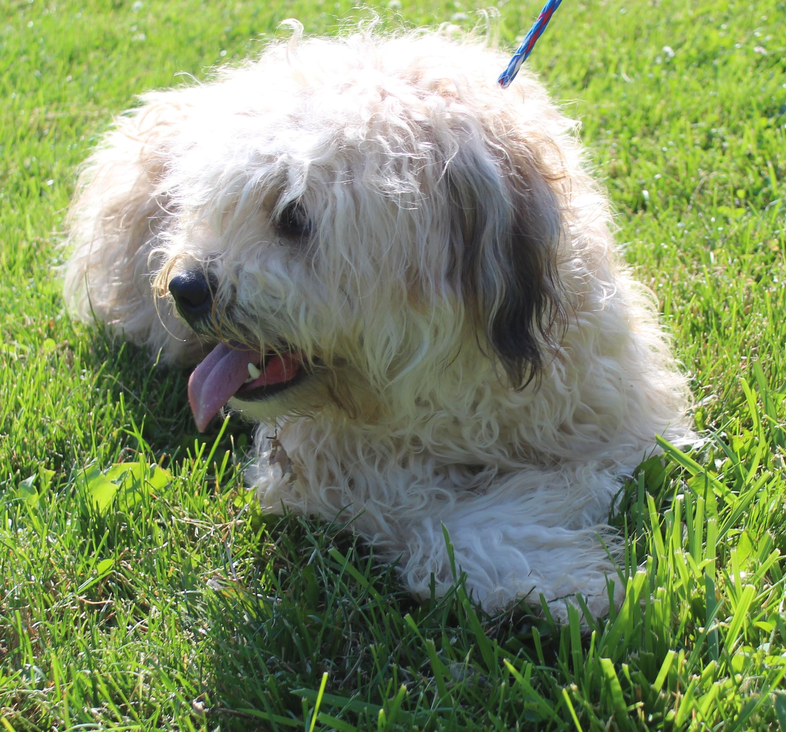 Mopsy (11999), adopted, Adult Female Poodle.