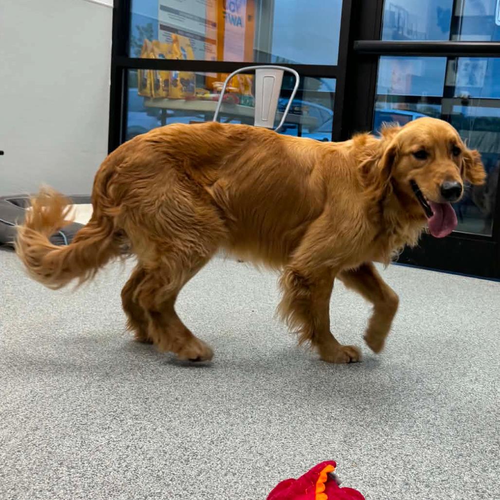 McNugget, an adopted Golden Retriever in Monticello, IA image 3/4