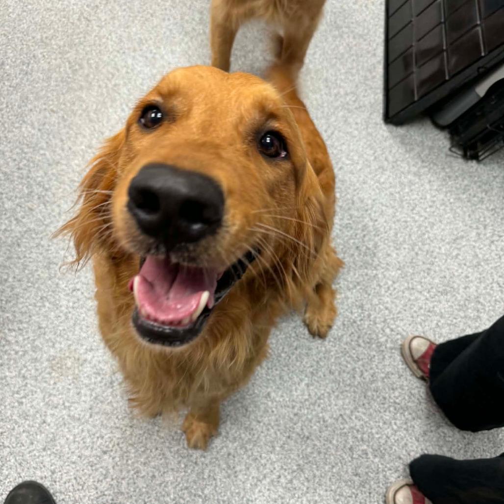 McNugget, an adopted Golden Retriever in Monticello, IA image 1/4