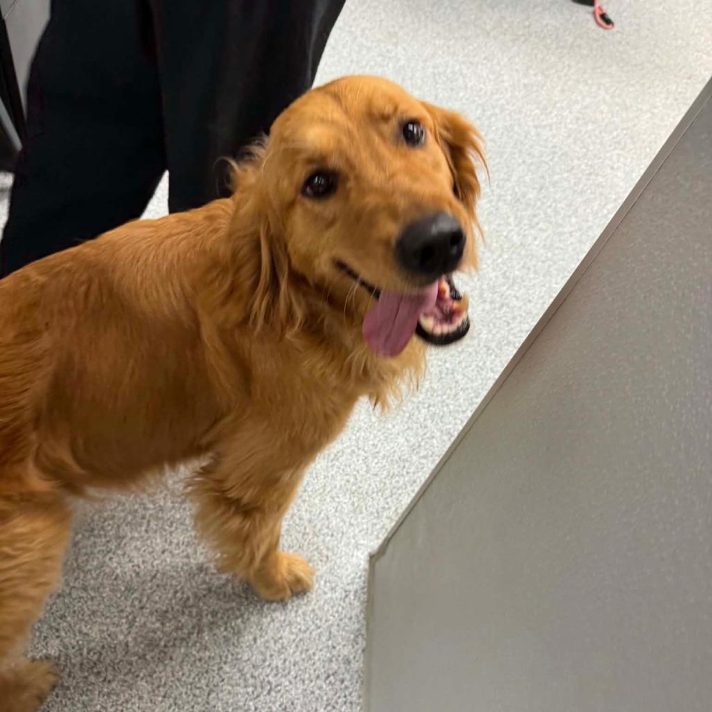 McNugget, an adopted Golden Retriever in Monticello, IA image 4/4