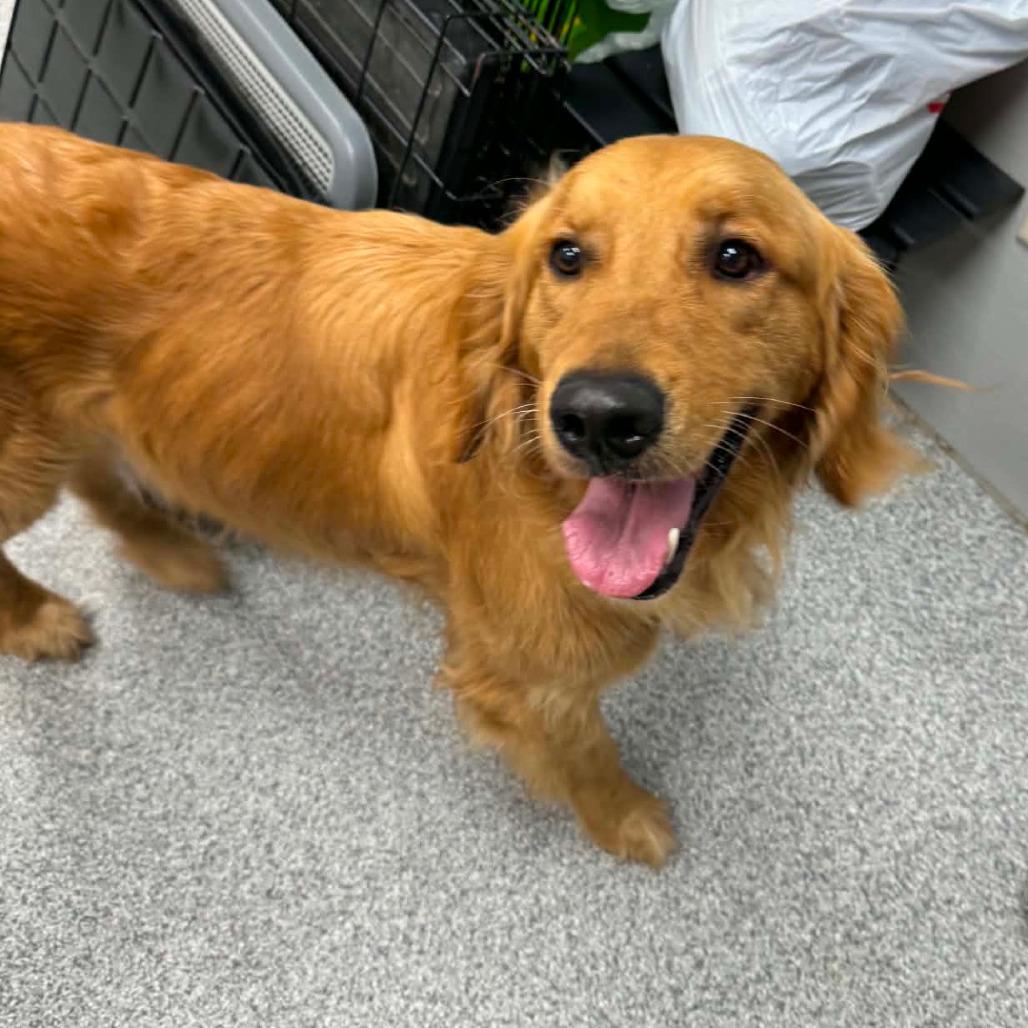McNugget, an adopted Golden Retriever in Monticello, IA image 2/4