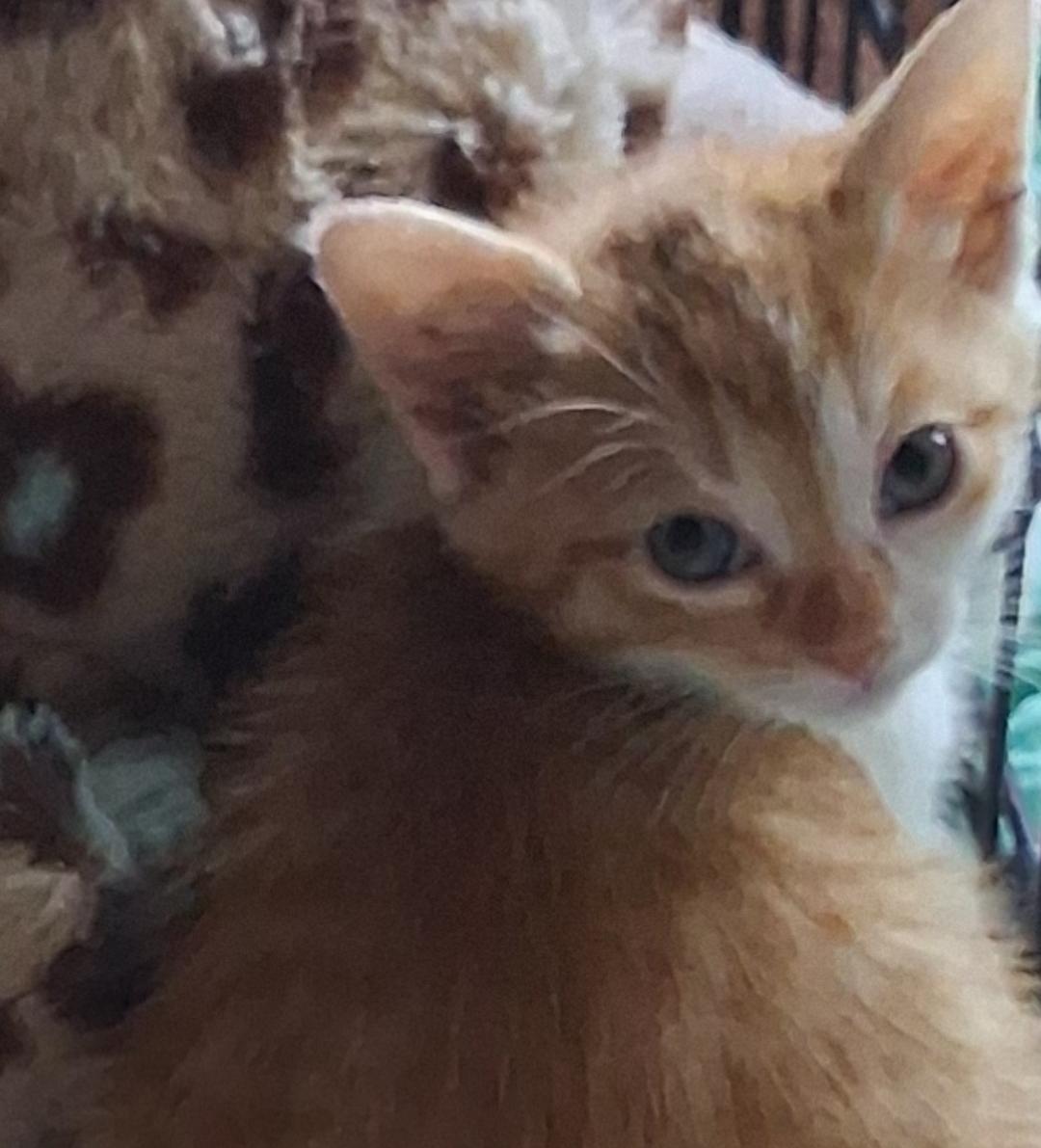 Pumpkin, adopted, Kitten Female Tabby.