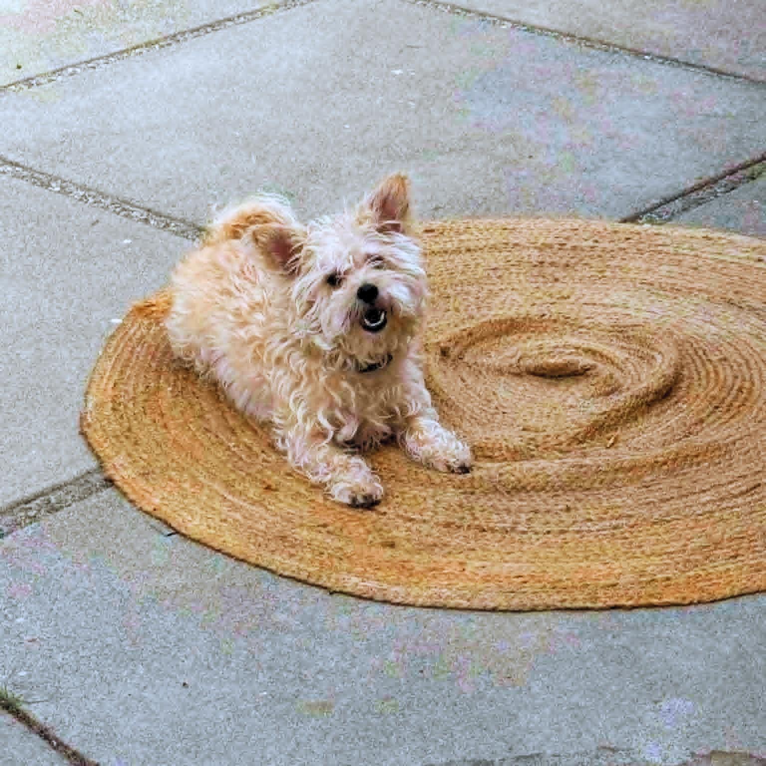 Marshmellow, a ADOPTABLE mixed breed in Walnut Creek, CA image 3/6