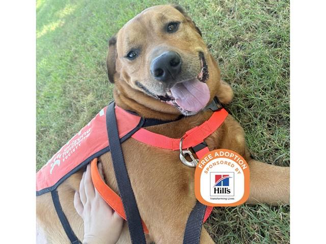 Enlarge OLIVER, a Adoptable mixed breed in Phoenix, AZ image 1/1