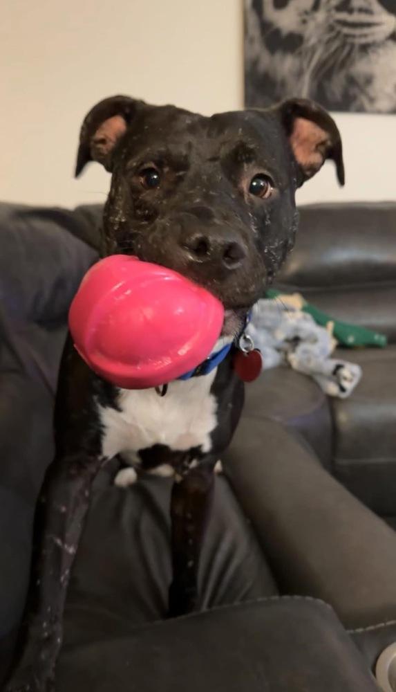 Rocky, Adoptable, Young Male American Staffordshire Terrier.