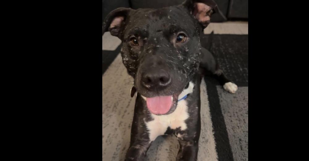 Enlarge Rocky, a Adoptable mixed breed in TULSA, OK image 2/3