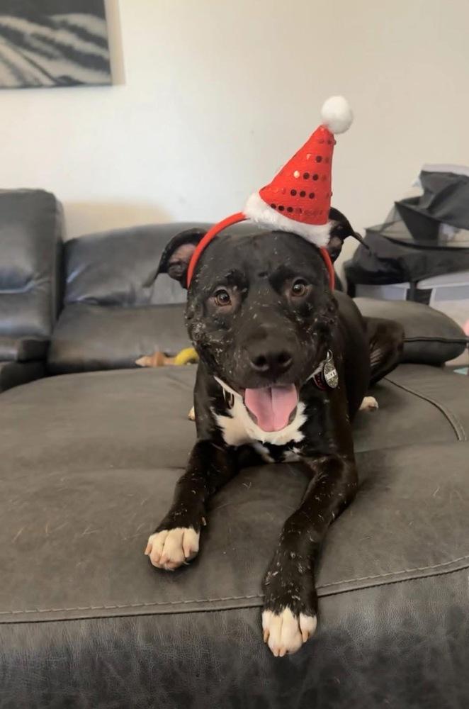 Rocky, Adoptable, Young Male American Staffordshire Terrier.