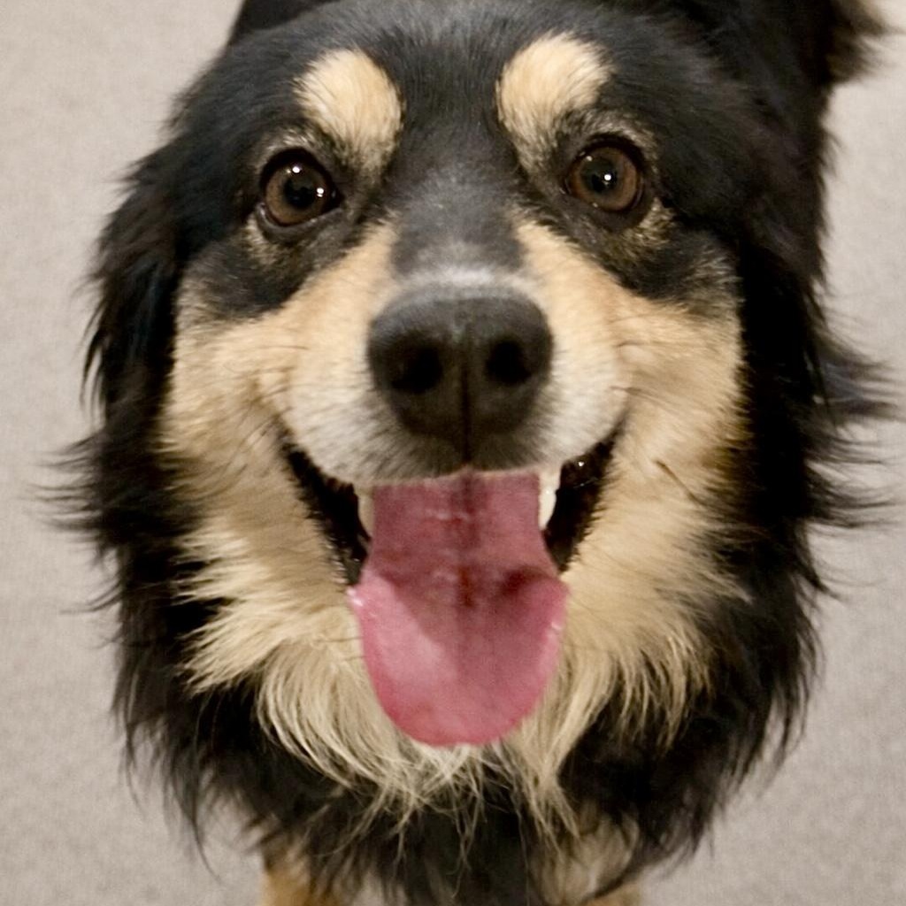 Enlarge Cody - Sweet Easygoing Mini Aussie Mix, an adopted mixed breed in Tulsa, OK image 1/3