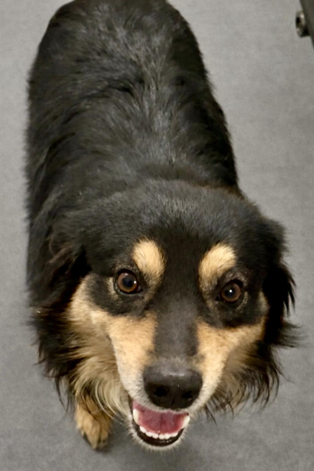 Enlarge Cody - Sweet Easygoing Mini Aussie Mix, an adopted mixed breed in Tulsa, OK image 2/3