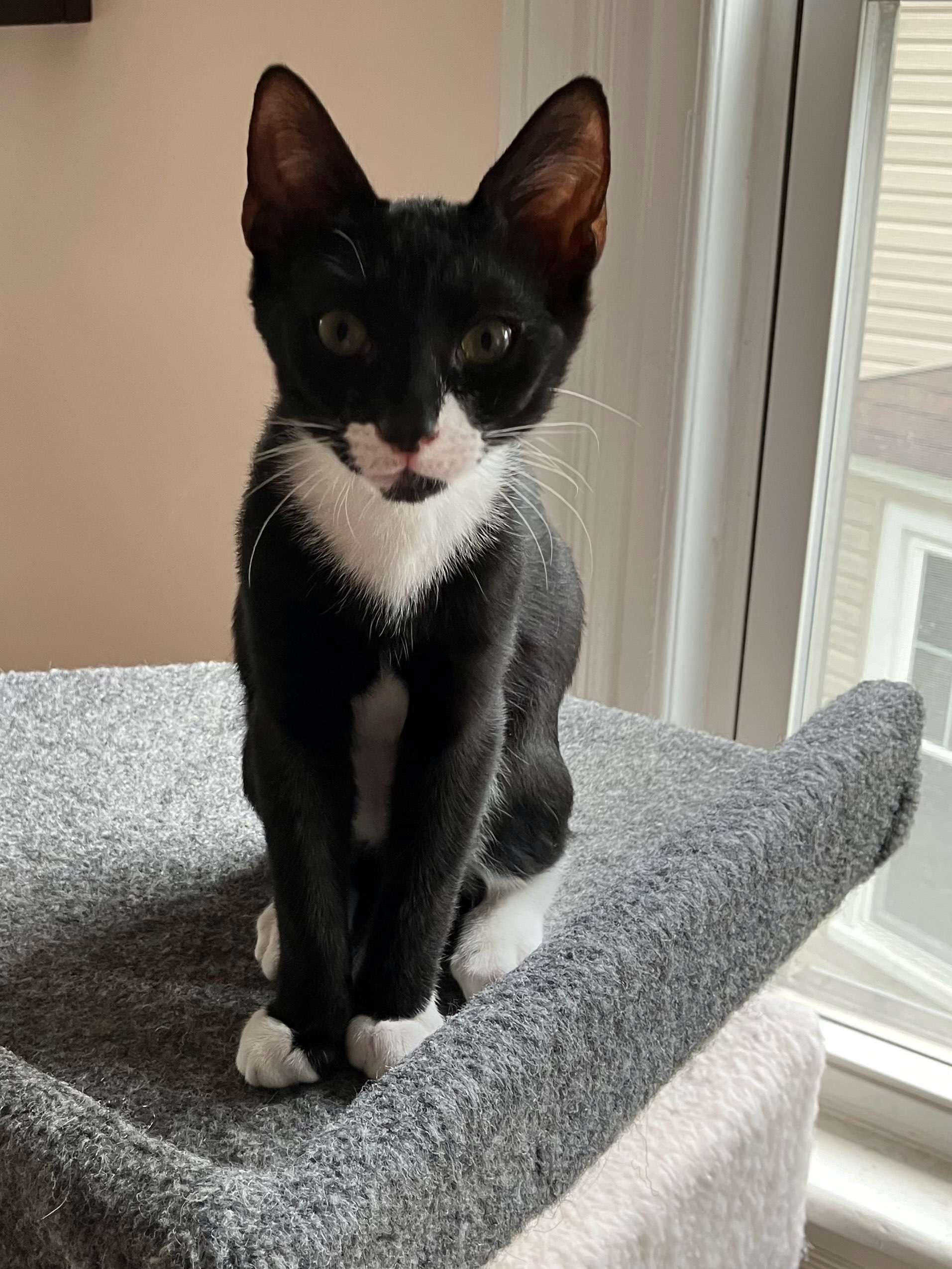 Jemma, Jack  & Joy, Adoptable, Young Male Domestic Short Hair.