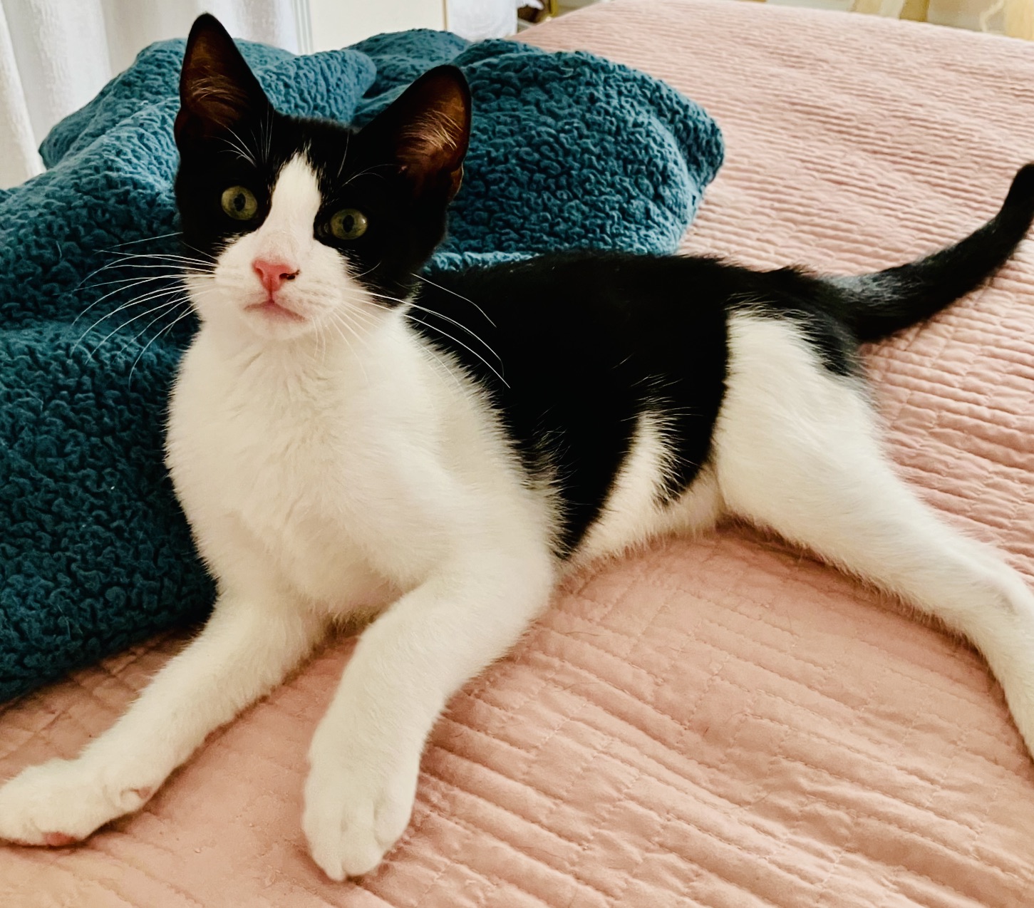 Enlarge Jemma, Jack  & Joy, a Adoptable Domestic Short Hair in Hasbrouck Heights, NJ image 2/3