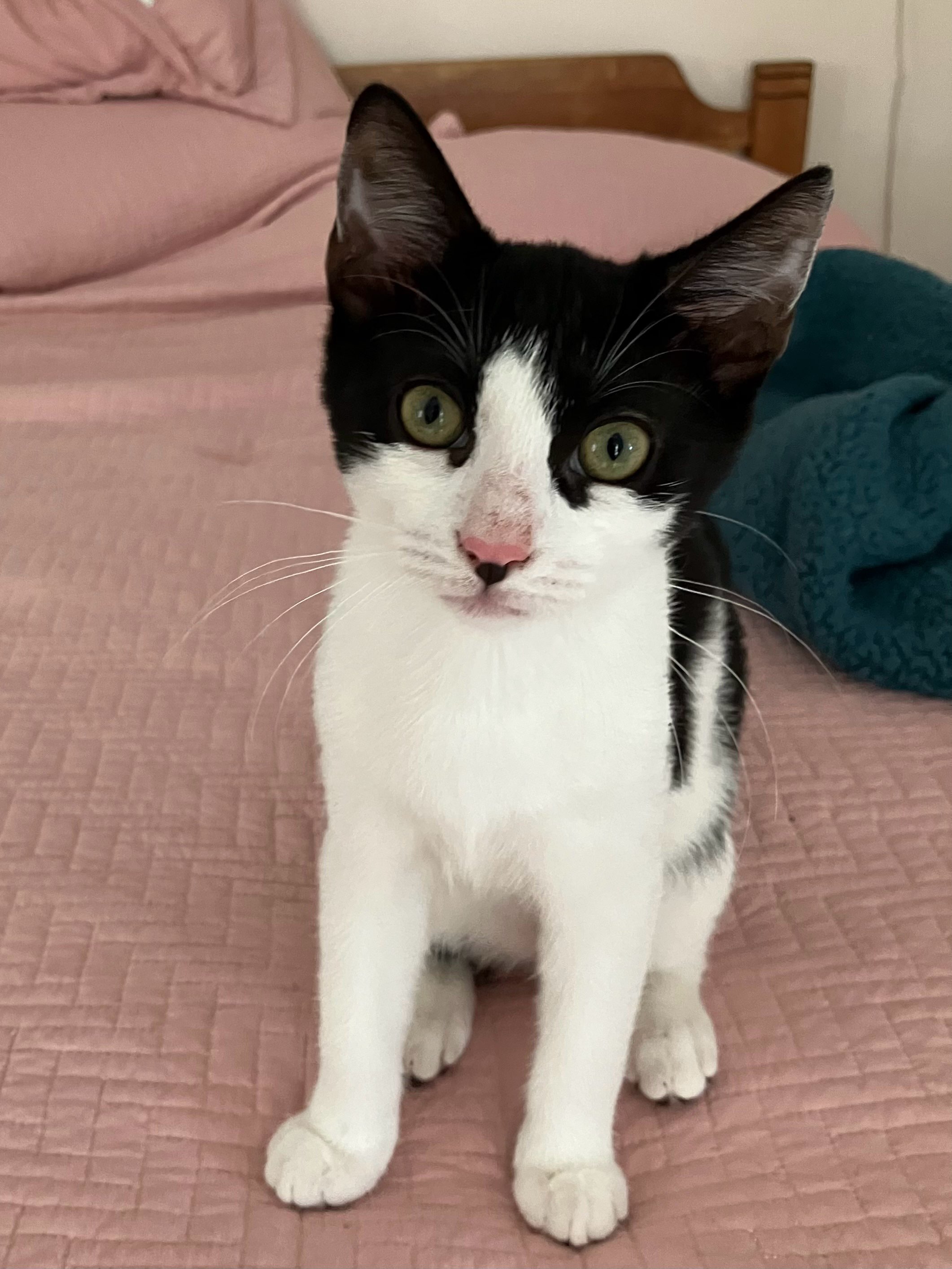 Enlarge Jemma, Jack  & Joy, a Adoptable Domestic Short Hair in Hasbrouck Heights, NJ image 3/3