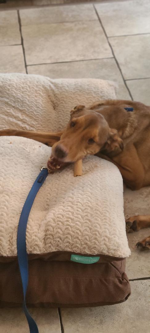 Riely, Adoptable, Adult Male Doberman Pinscher.