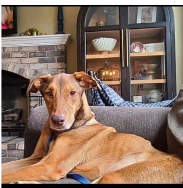 Riely, a Adoptable Doberman Pinscher in Saint Charles, MO image 2/3