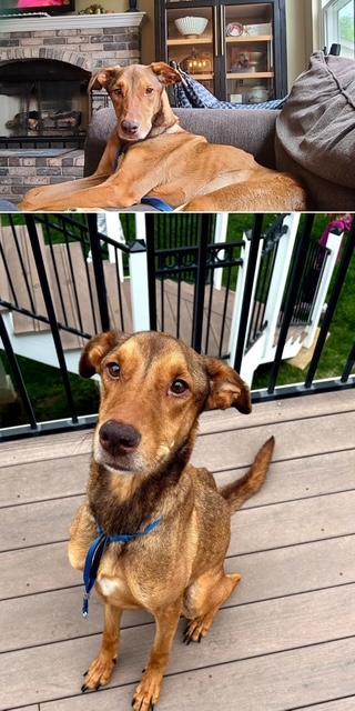 Riely, a Adoptable Doberman Pinscher in Saint Charles, MO image 3/3