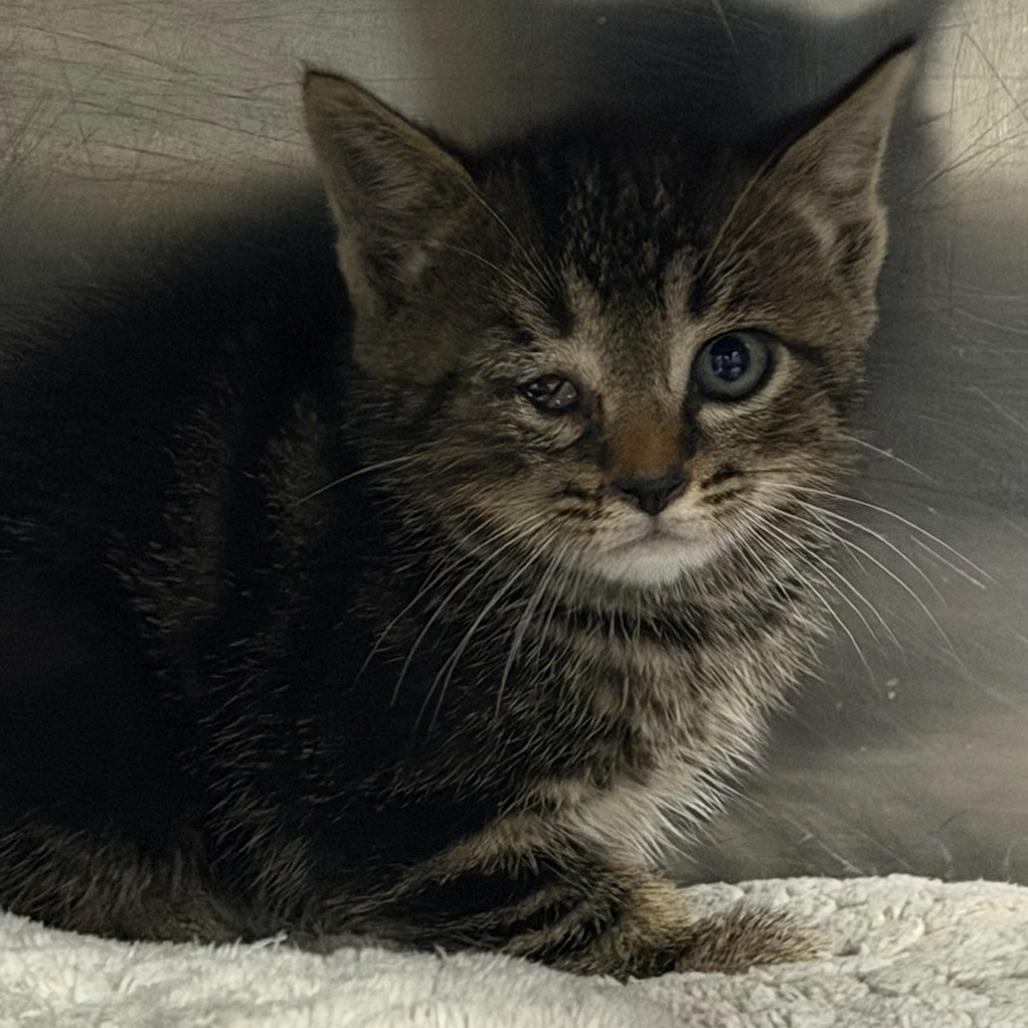 Tatsoi, Adoptable, Kitten Male Domestic Short Hair.