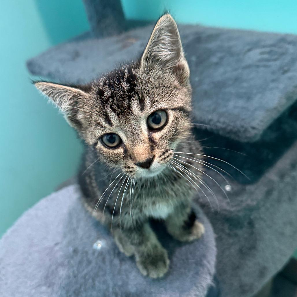 Tatsoi, a Adoptable Domestic Short Hair in Marion, VA image 2/6