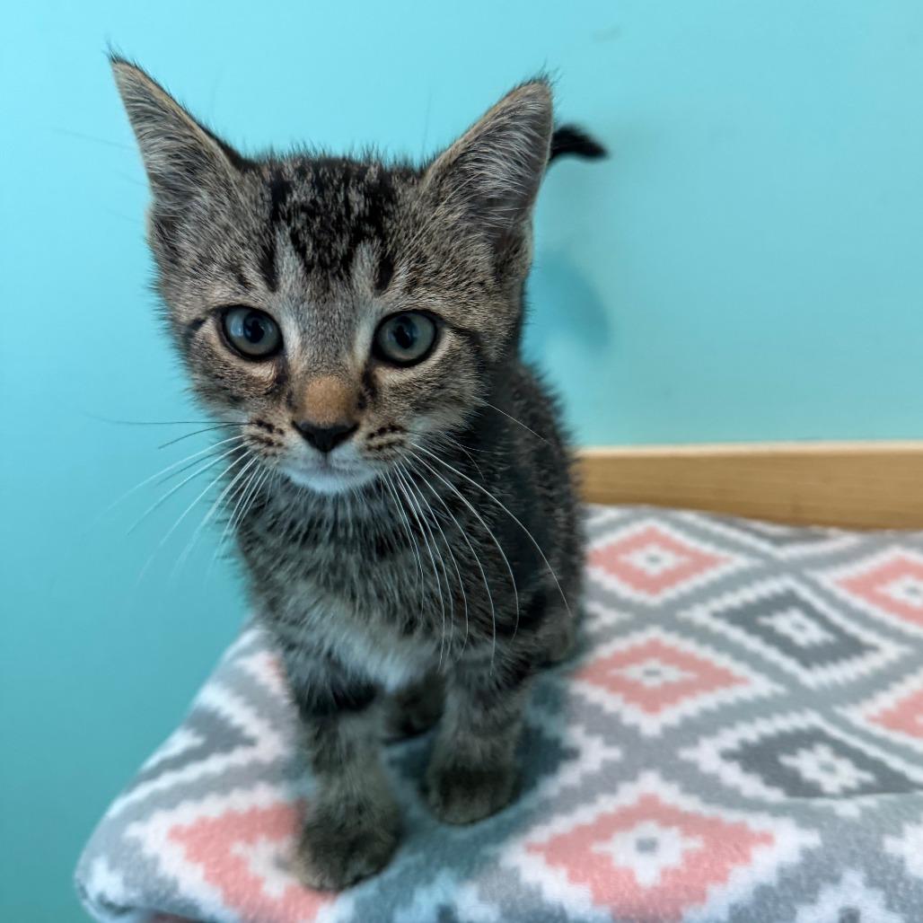 Tatsoi, a Adoptable Domestic Short Hair in Marion, VA image 3/6