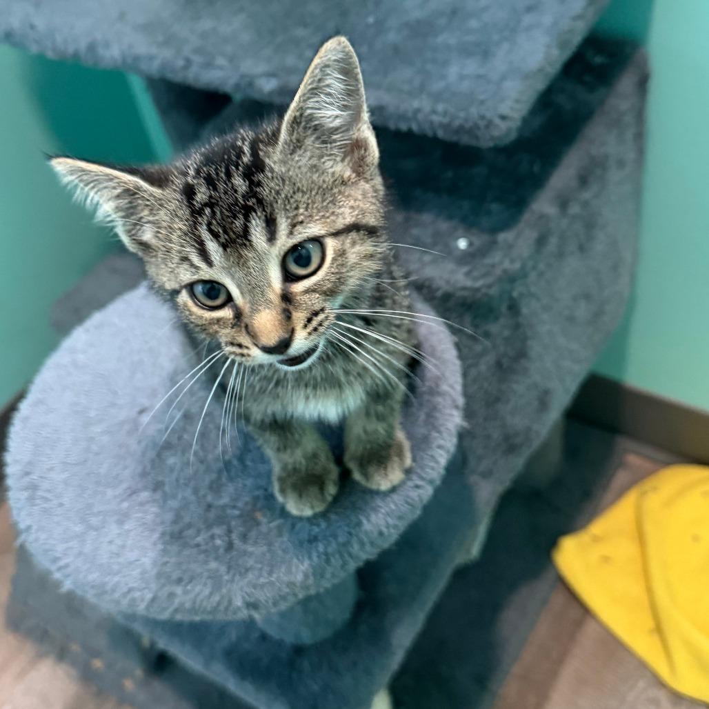 Tatsoi, a Adoptable Domestic Short Hair in Marion, VA image 4/6