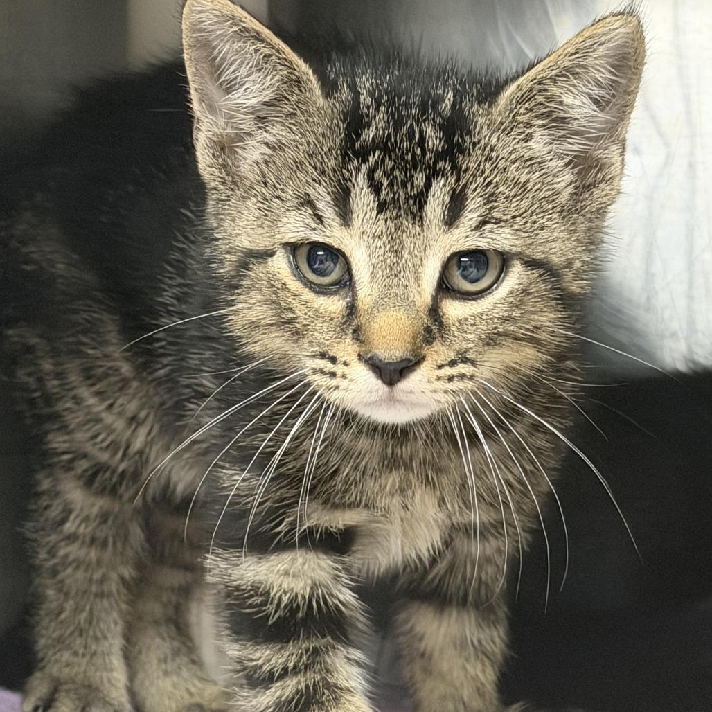 Tatsoi, a Adoptable Domestic Short Hair in Marion, VA image 5/6