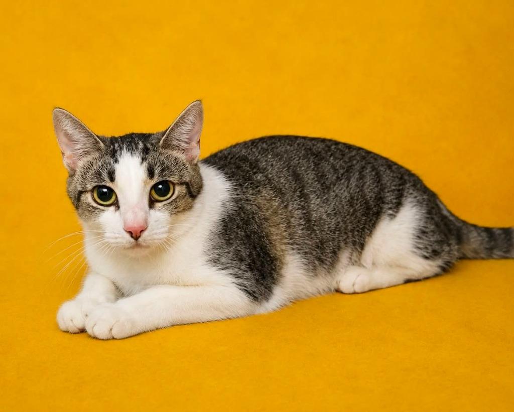 Veranda, Adoptable, Young Female Domestic Short Hair.