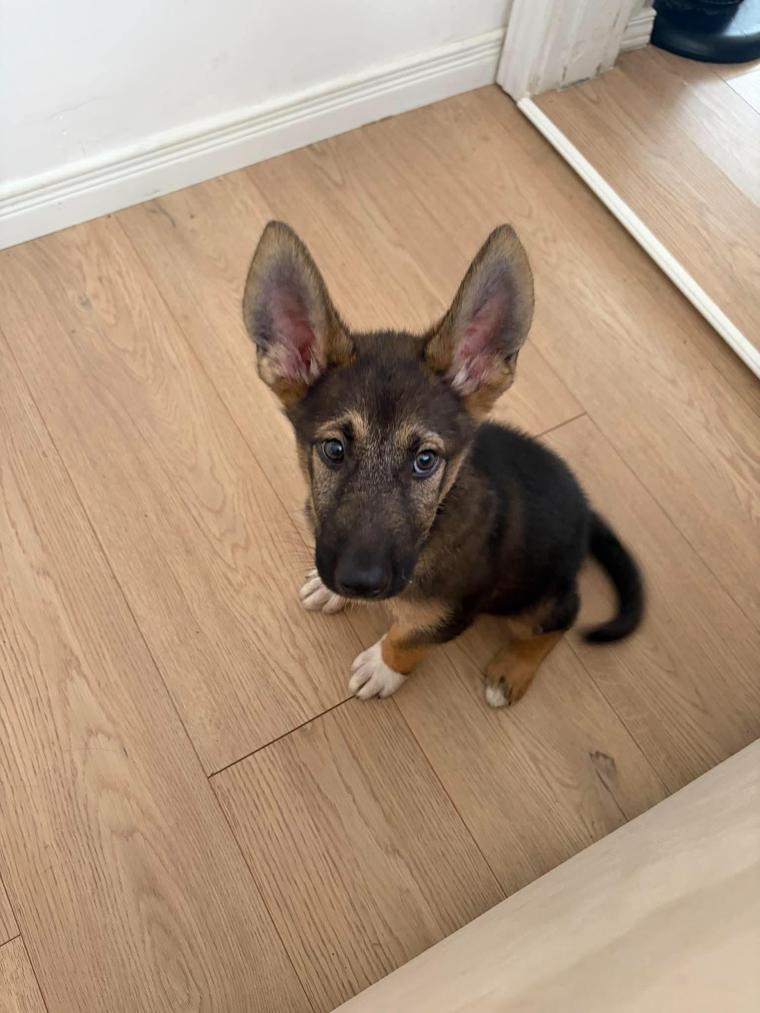 Enlarge Leo, a Adopted mixed breed in Cambridge, ON image 4/6