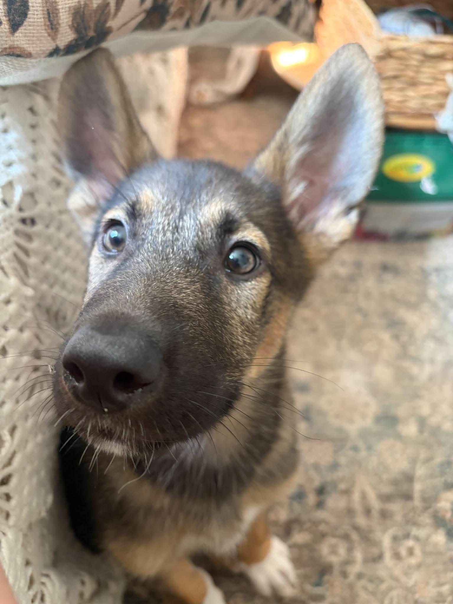 Leo, Adopted, Puppy Male German Shepherd Dog.