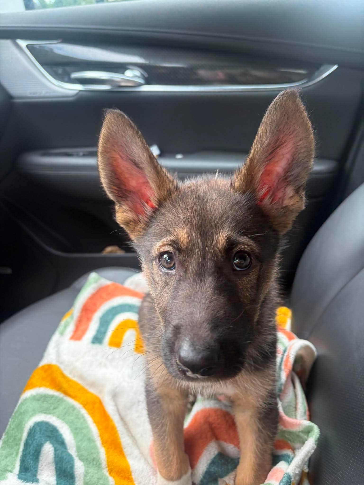 Leo, ADOPTABLE, Puppy Male German Shepherd Dog.