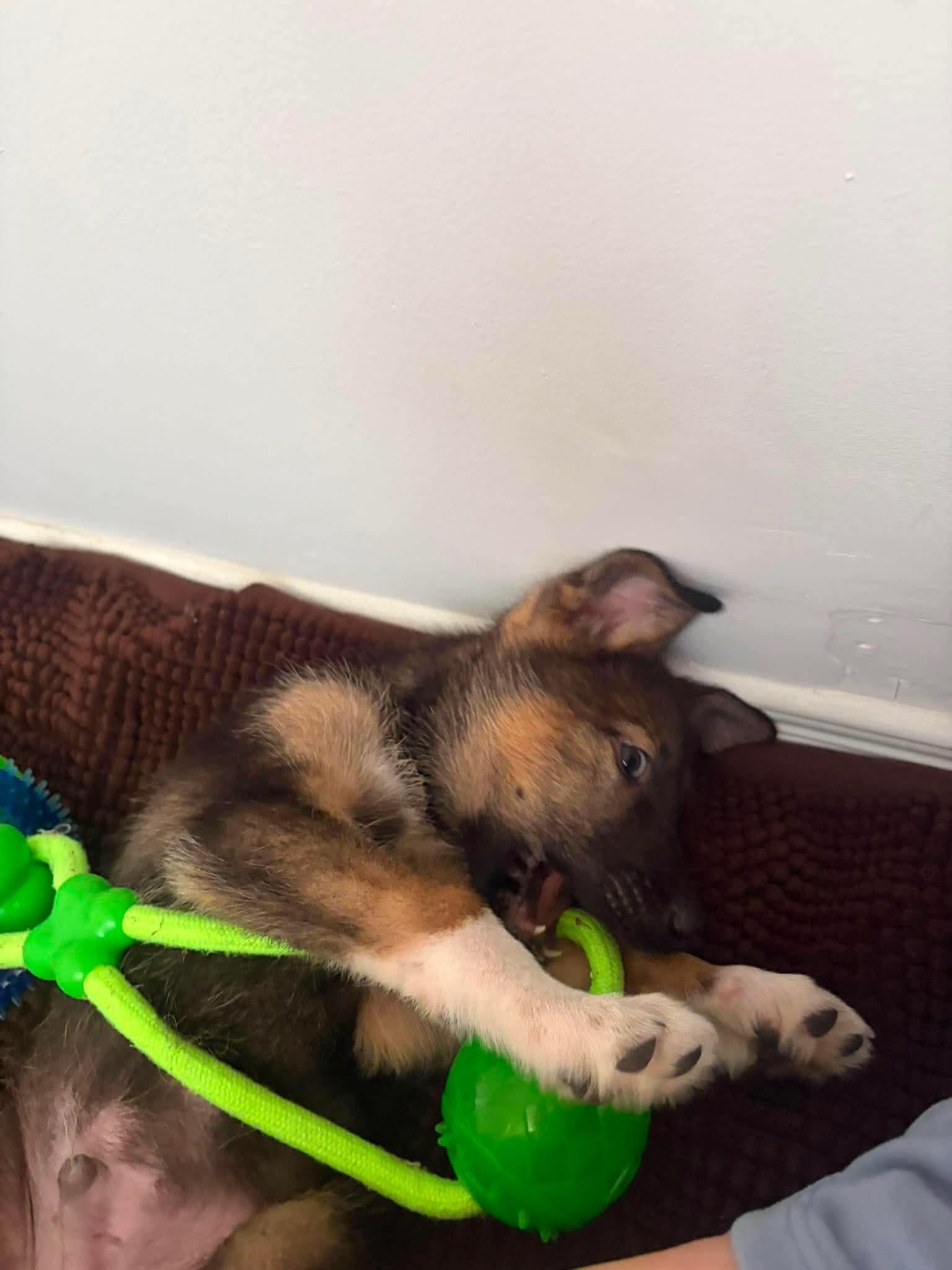 Enlarge Leo, a ADOPTABLE mixed breed in Cambridge, ON image 5/6