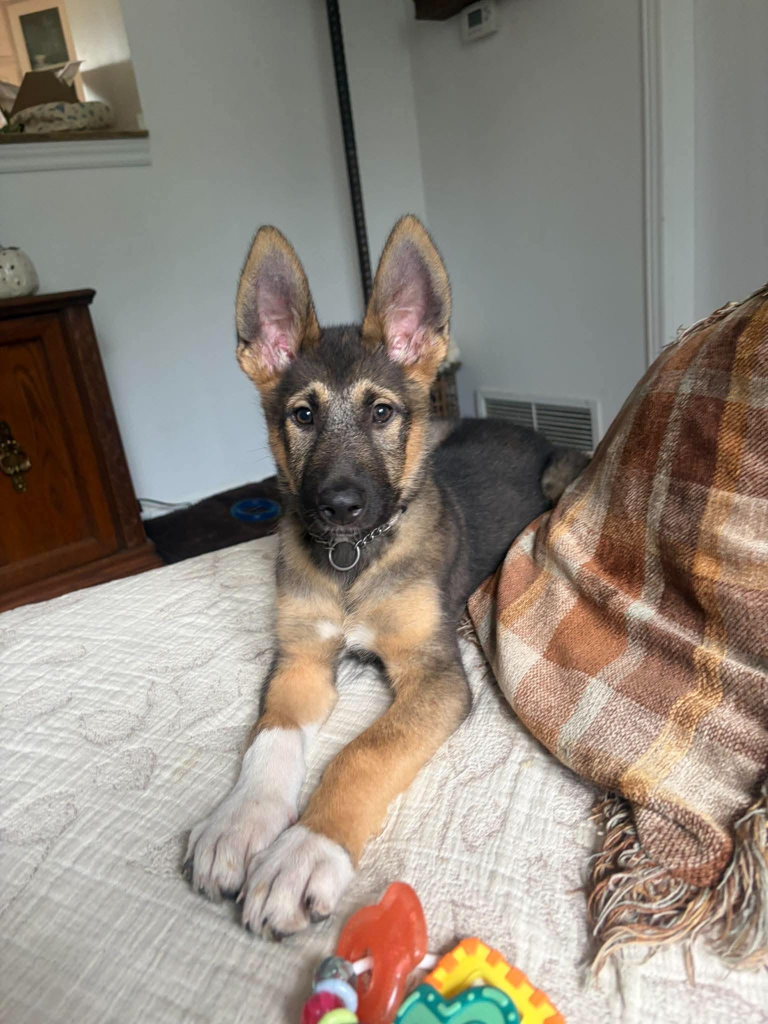 Enlarge Leo, a Adopted mixed breed in Cambridge, ON image 6/6