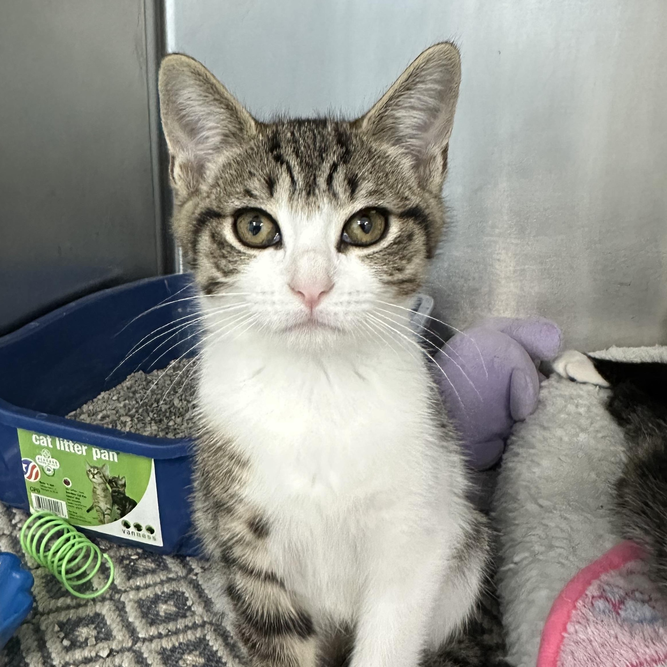 Mojito Coquito Modelo & Paloma, a ADOPTABLE Domestic Short Hair in Clifton, NJ image 1/6