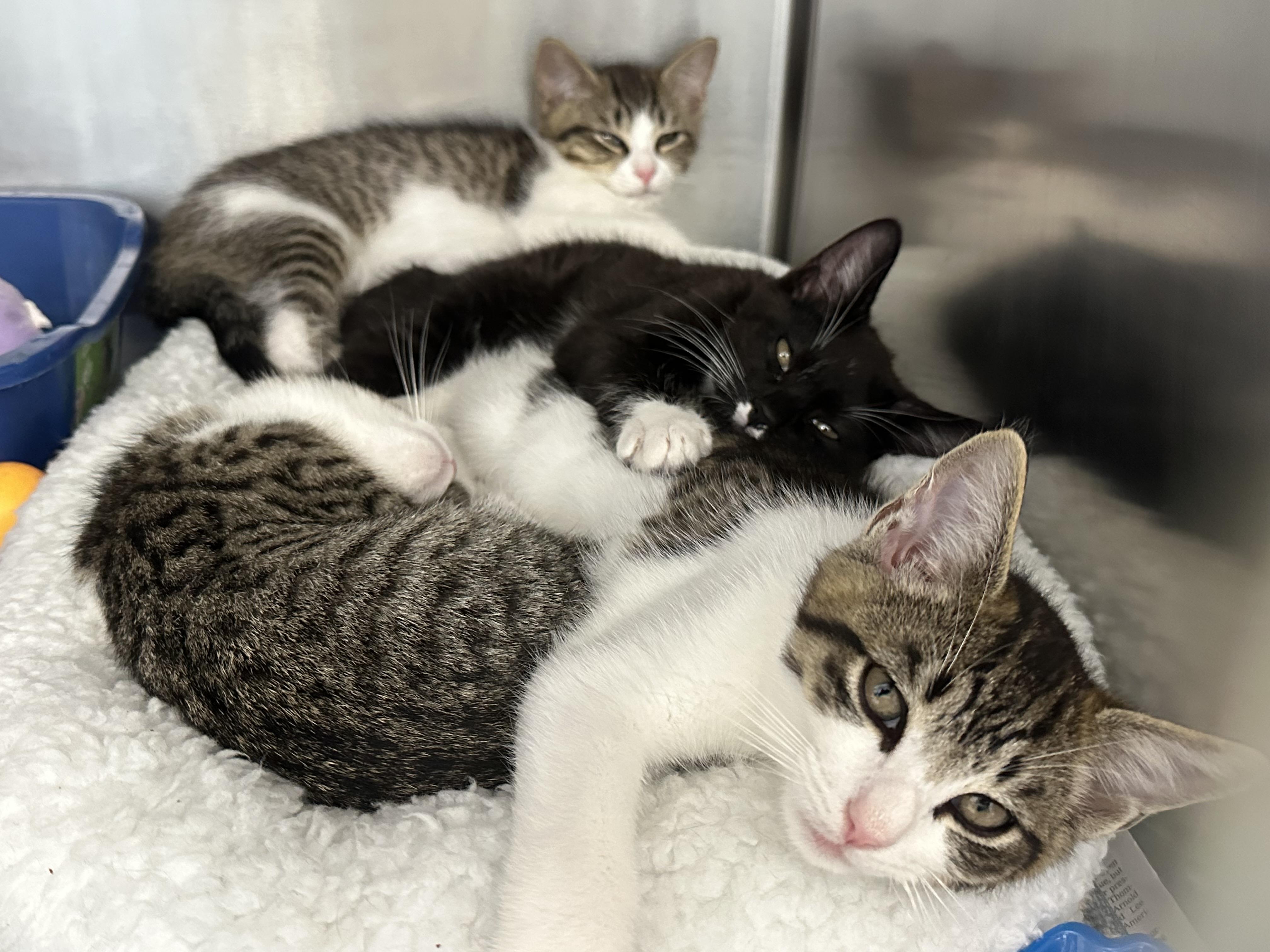 Mojito Coquito Modelo & Paloma, a ADOPTABLE Domestic Short Hair in Clifton, NJ image 2/6