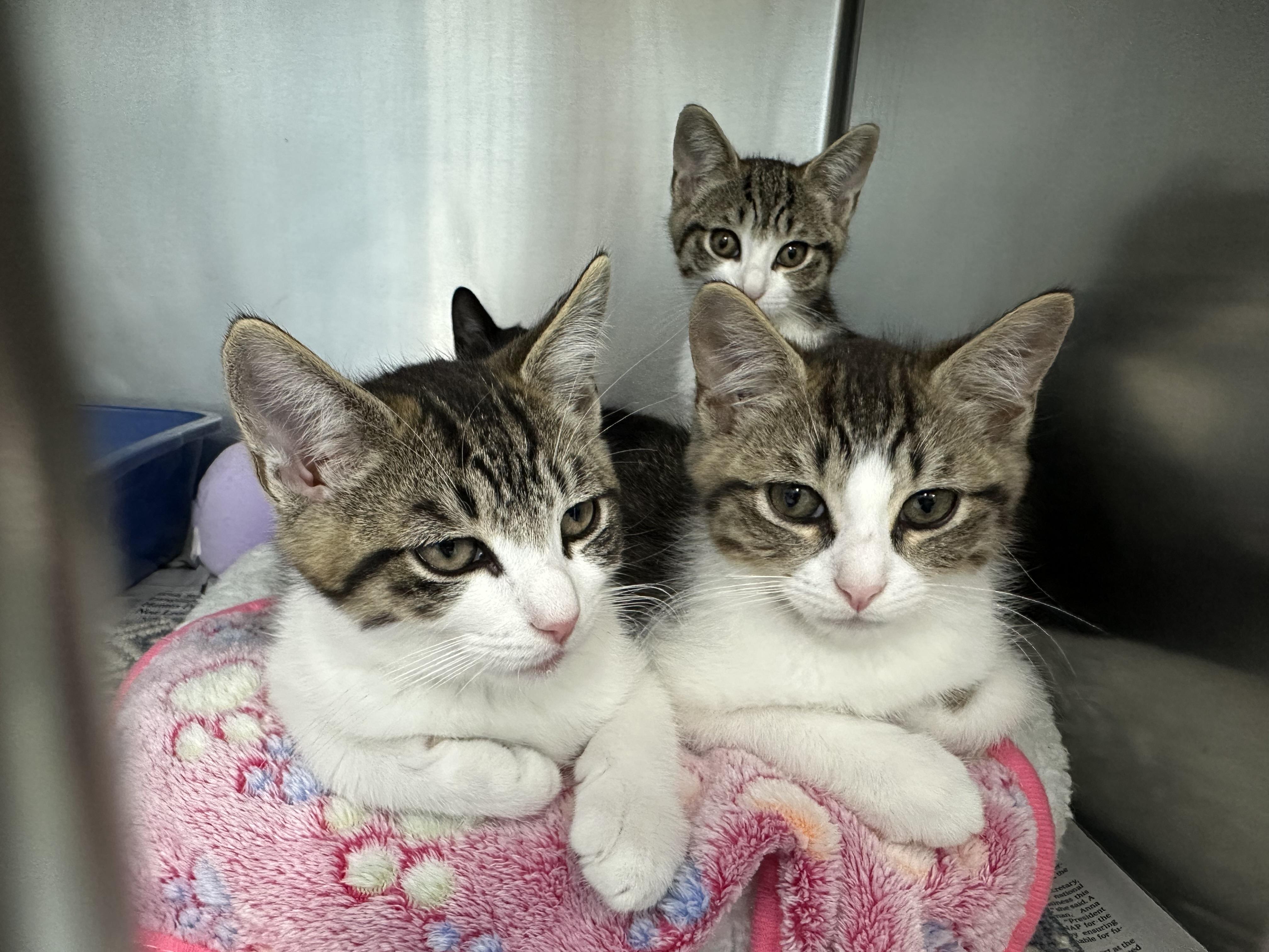 Mojito Coquito Modelo & Paloma, a ADOPTABLE Domestic Short Hair in Clifton, NJ image 3/6