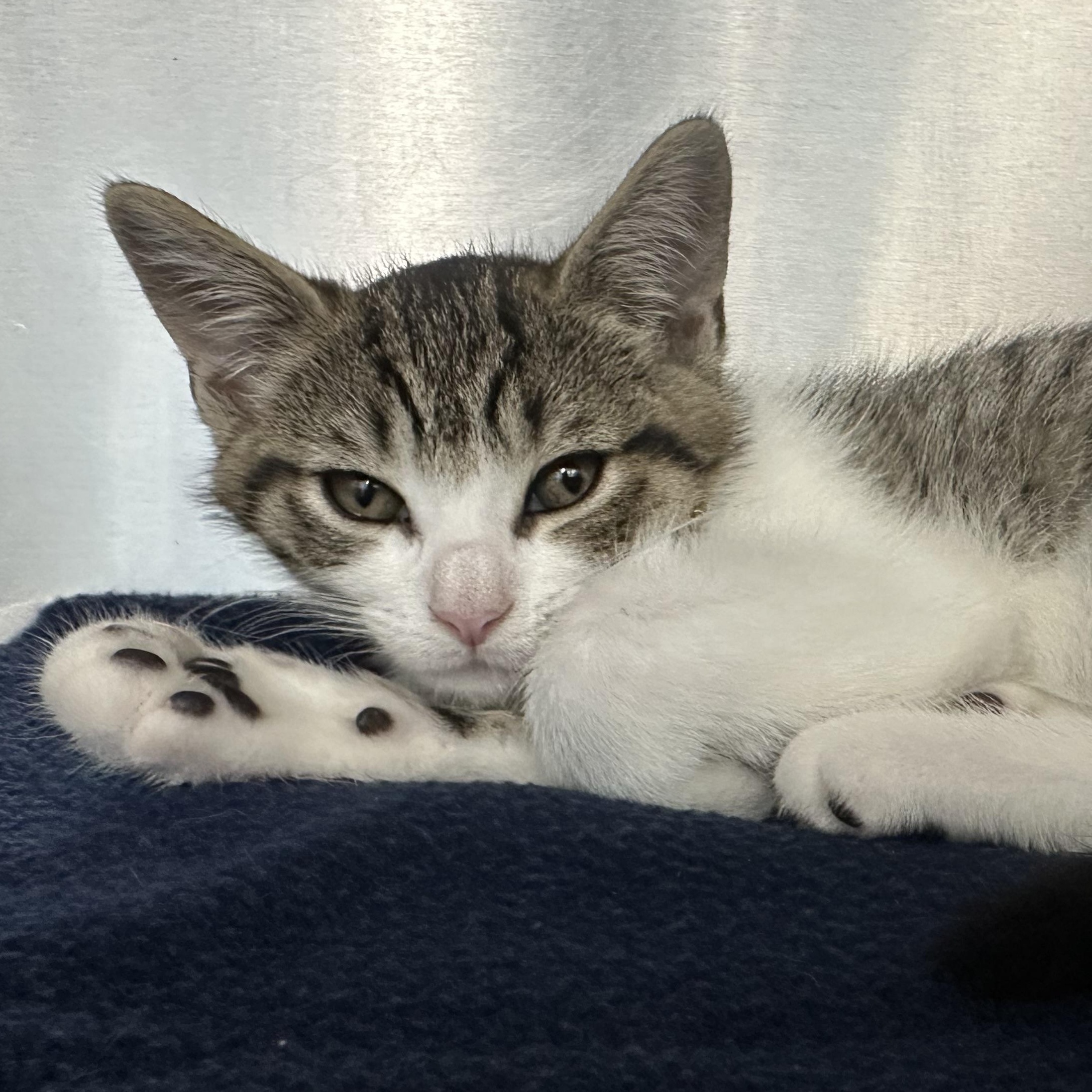 Mojito Coquito Modelo & Paloma, a ADOPTABLE Domestic Short Hair in Clifton, NJ image 5/6