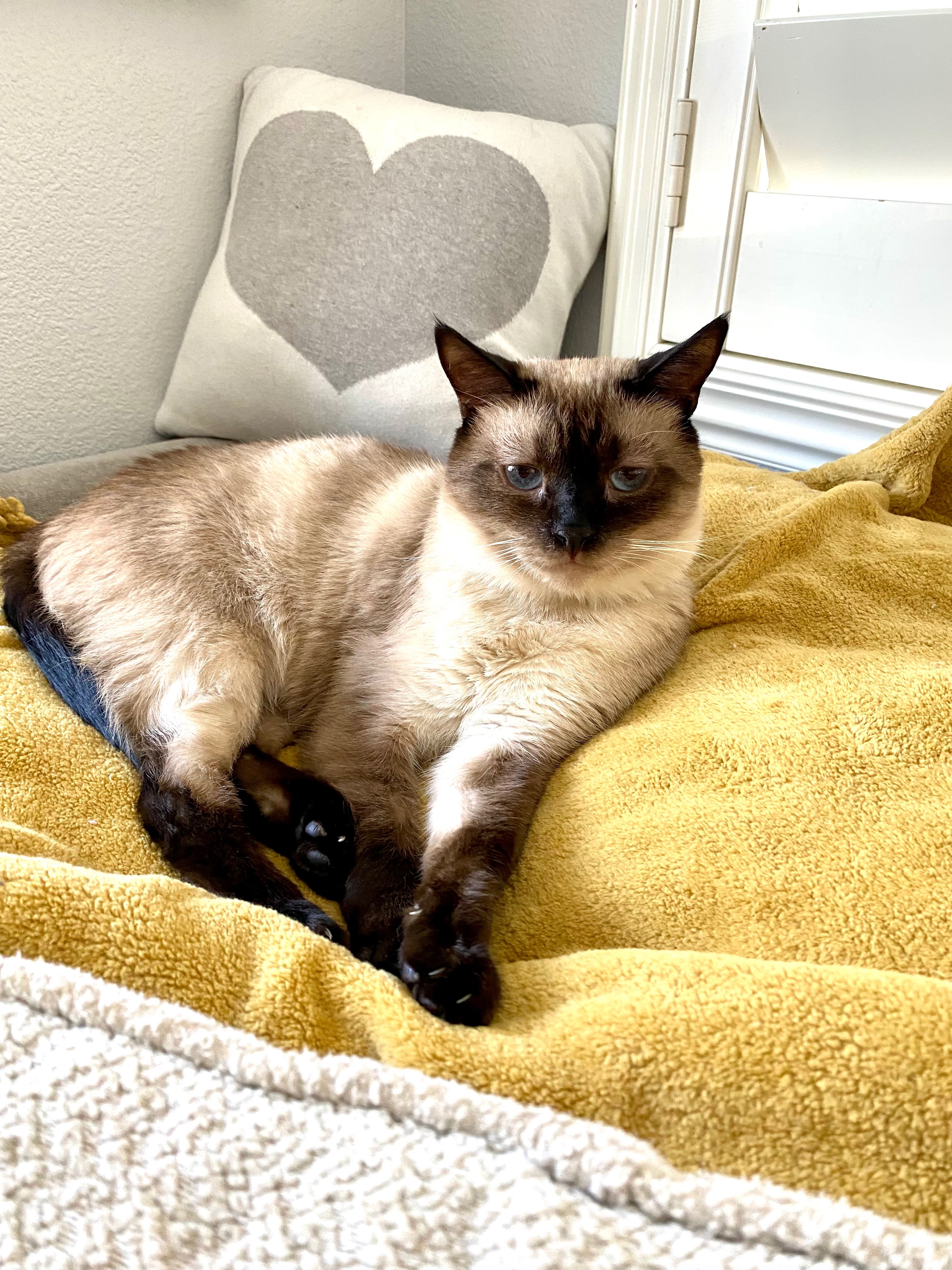 Enlarge Rex ***Bonded to GiGi***, a Adoptable mixed breed in Garden Grove, CA image 9/10