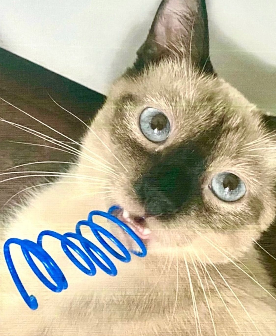 Enlarge Rex ***Bonded to GiGi***, a Adoptable mixed breed in Garden Grove, CA image 8/10