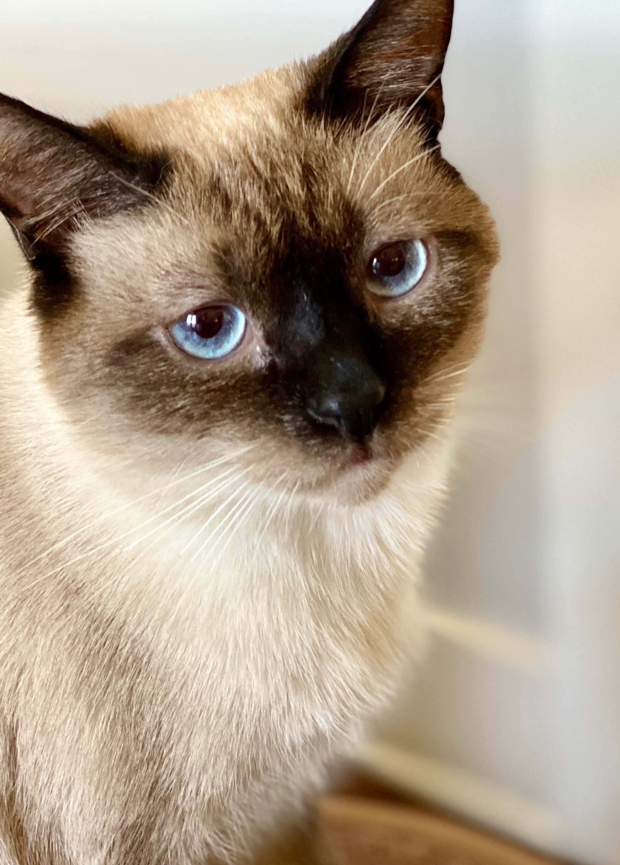 Rex ***Bonded to GiGi***, a Adoptable mixed breed in Garden Grove, CA image 1/10