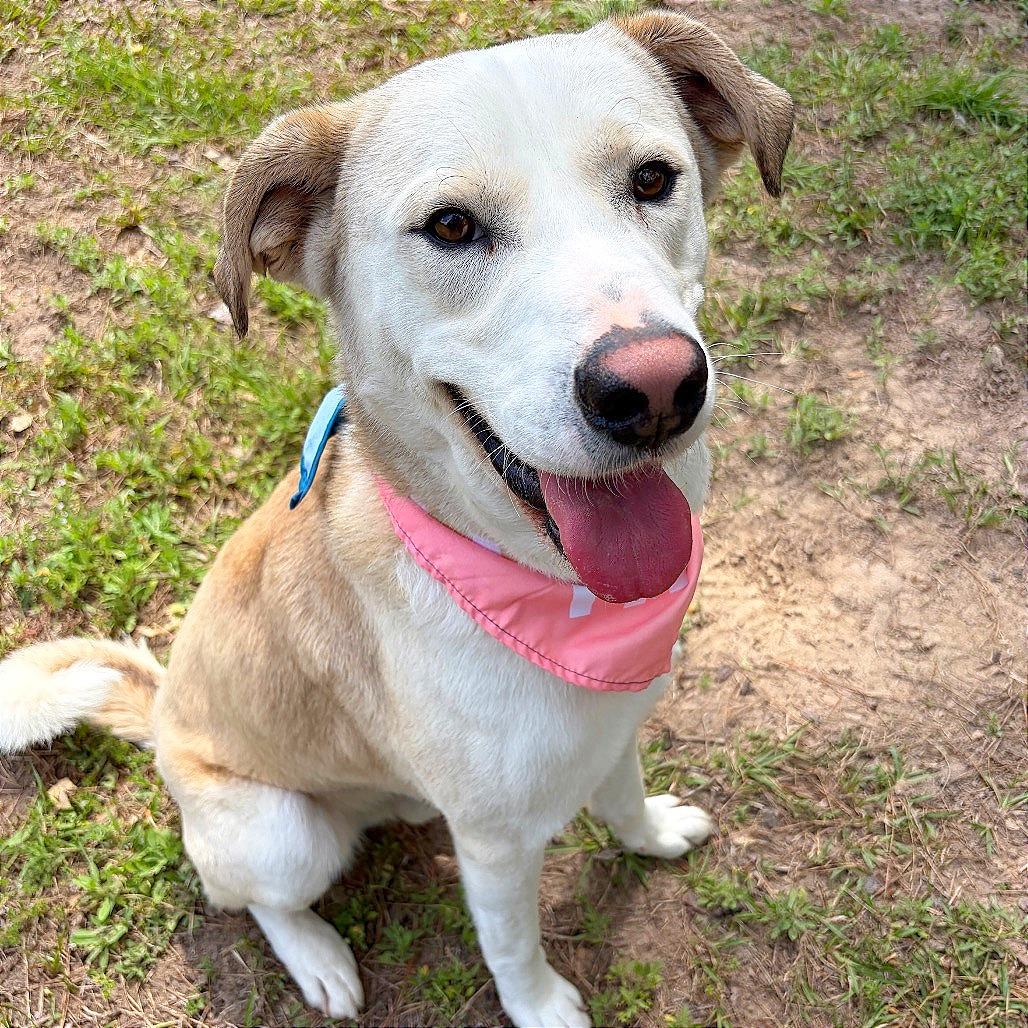 Barkley, Adoptable, Adult Male Yellow Labrador Retriever & Mixed Breed.