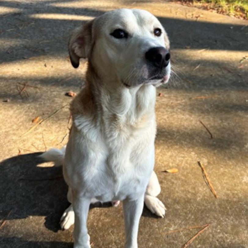 Enlarge Barkley, a Adoptable mixed breed in Lufkin, TX image 2/6