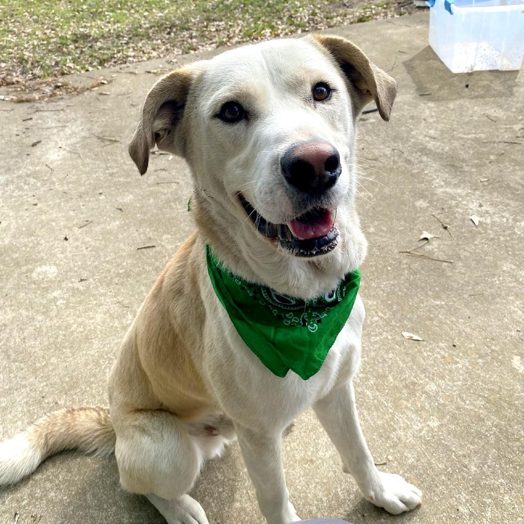Enlarge Barkley, a Adoptable mixed breed in Lufkin, TX image 3/6