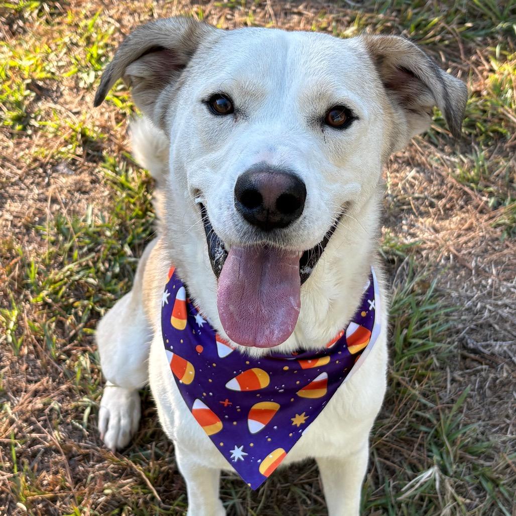 Enlarge Barkley, a Adoptable mixed breed in Lufkin, TX image 4/6