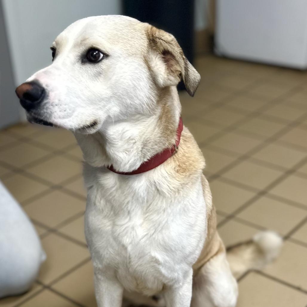 Enlarge Barkley, a Adoptable mixed breed in Lufkin, TX image 5/6